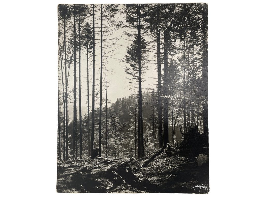Vintage “Forest” by Stacyouf Pont Photo Reproduction Print Stamped Hardboard Wall Decor Hanging Picture circa 1970-80’s / EVE