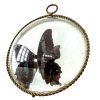 Vintage French Butterfly Moth In Bevelled Mirror Glass Taxidermy Collection Display Decor Dressing Table Wall Hanging c1950-60s / EVE