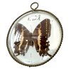 Vintage French Butterfly Moth In Bevelled Mirror Glass Taxidermy Collection Display Decor Dressing Table Wall Hanging c1950-60s / EVE