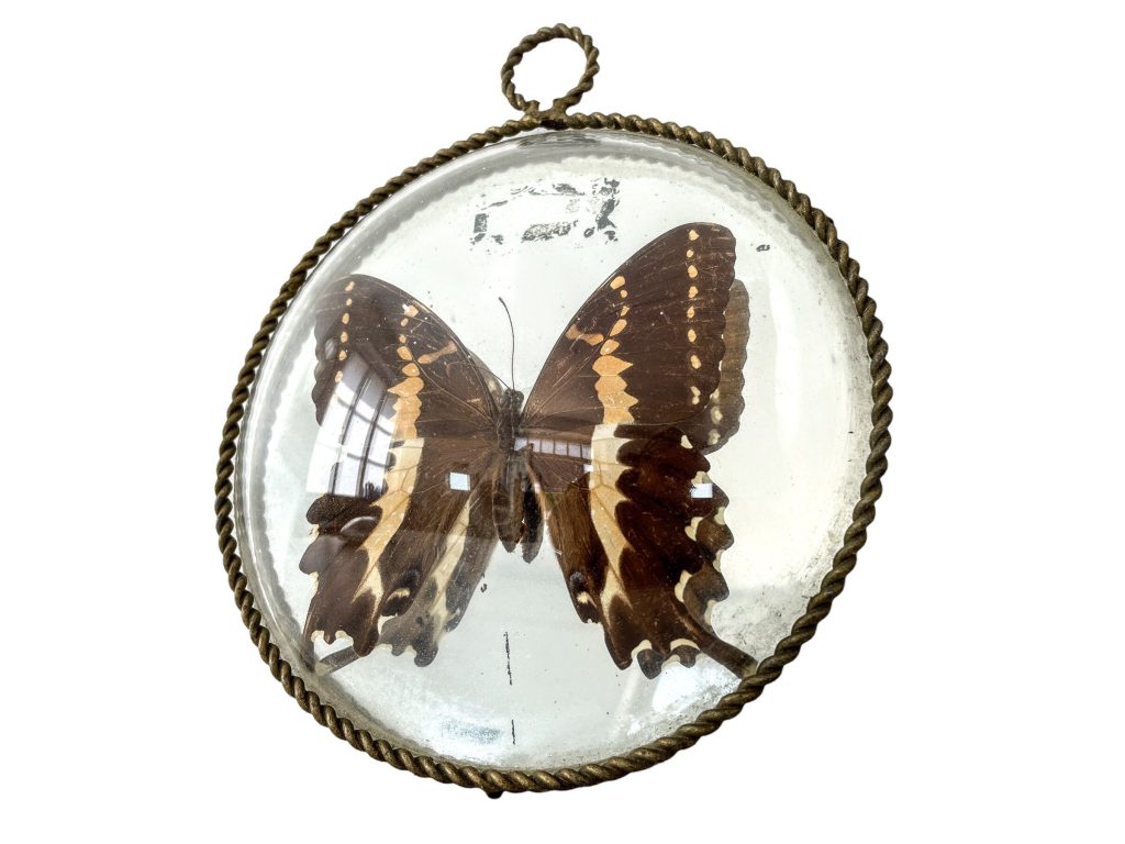 Vintage French Butterfly Moth In Bevelled Mirror Glass Taxidermy Collection Display Decor Dressing Table Wall Hanging c1950-60s / EVE