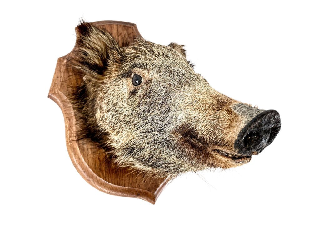 Vintage French Wild Boar Head Taxidermy Wall Mounted Statue Hunting Lodge Fireplace Prop Rustic Decor circa 1980-90’s / EVE