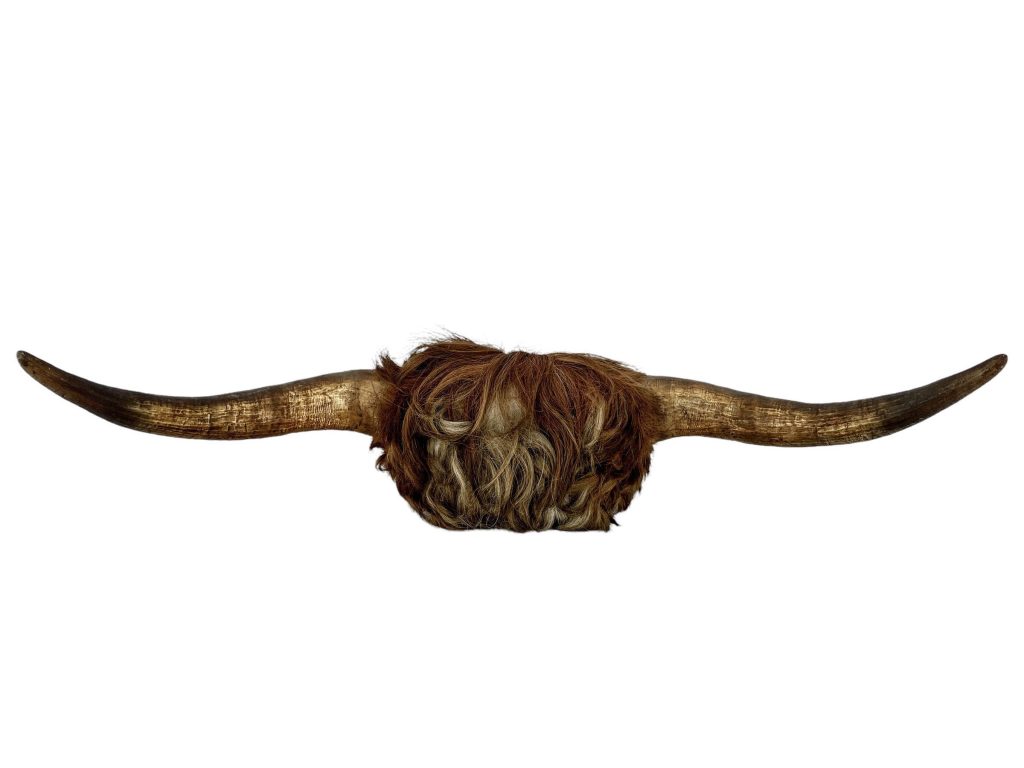 Vintage French Brown Cow Horn Bull Bovine Taxidermy Horns Wall Hanging Display circa 1950-60’s / EVE