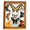 Vintage French Butterfly Butterflies In Glass Wooden Case Taxidermy Collection Display Wall Hanging c1960-70s / EVE
