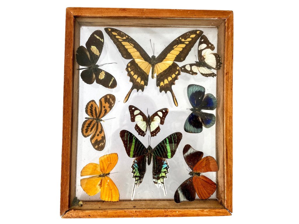 Vintage French Butterfly Butterflies In Glass Wooden Case Taxidermy Collection Display Wall Hanging c1960-70s / EVE
