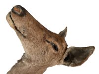 Alternative view of Vintage French Mounted Large Deer Doe Head Taxidermy Wall Mounting Figurine Statue Hunting Trophy circa 1980-90's / EVE