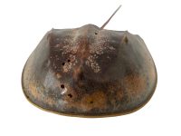 Alternative view of Vintage Horseshoe Crab Fish Taxidermy Figurine Statue Trophy Curiosity With Some Damage circa 1980-90's / EVE