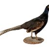 Vintage French Taxidermy Black Pheasant Bird On Wooden Stand rustic rural ornament figurine statue trophy decor c1960-70's / EVE