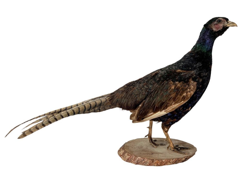 Vintage French Taxidermy Black Pheasant Bird On Wooden Stand rustic rural ornament figurine statue trophy decor c1960-70’s / EVE