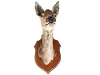 Vintage French Mounted Large Deer Doe Head Taxidermy Wall Mounting Figurine Statue Hunting Trophy circa 1980-90's / EVE