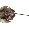Vintage Horseshoe Crab Fish Taxidermy Figurine Statue Trophy Curiosity With Some Damage circa 1980-90's / EVE