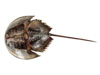 Vintage Horseshoe Crab Fish Taxidermy Figurine Statue Trophy Curiosity With Some Damage circa 1980-90's / EVE
