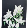 Vintage French Acrylic Painting Of Flowers On Black Paper Naive Style Wall Decor By Josiane Pasquier c1960-70's / EVE
