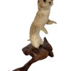 Vintage French Mounted Small Stoat Weasel Ferret Taxidermy figurine statue on wood branch root trophy circa 1960-70's