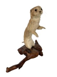 Vintage French Mounted Small Stoat Weasel Ferret Taxidermy figurine statue on wood branch root trophy circa 1960-70’s