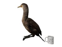 Alternative view of Vintage French mounted Gannet Sea Bird taxidermy figurine statue on wood base curio display decor circa 1950-60's / EVE