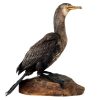 Vintage French mounted Gannet Sea Bird taxidermy figurine statue on wood base curio display decor circa 1950-60's / EVE