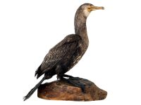 Vintage French mounted Gannet Sea Bird taxidermy figurine statue on wood base curio display decor circa 1950-60's / EVE