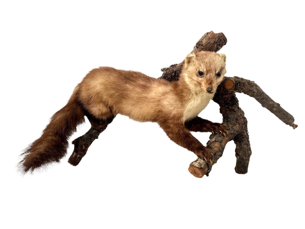 Vintage French mounted Pine Martin Weasel Ferret taxidermy figurine statue on wood branch root wall trophy circa 1950-60’s of Europe