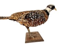 Alternative view of Vintage French Taxidermy Pheasant Bird On Wooden Stand rustic rural ornament figurine statue trophy decor circa 1970-80's