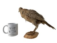 Alternative view of Vintage French Taxidermy Young Pheasant Bird On Wooden Stand rustic rural ornament figurine statue trophy decor circa 1970-80's