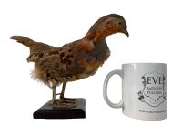 Alternative view of Vintage French Taxidermy Crested Bird On Wooden Stand rustic rural ornament figurine statue trophy decor circa 1970-80's