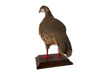 Alternative view of Vintage French Taxidermy Crested Bird On Wooden Stand rustic rural ornament figurine statue trophy decor circa 1970-80's
