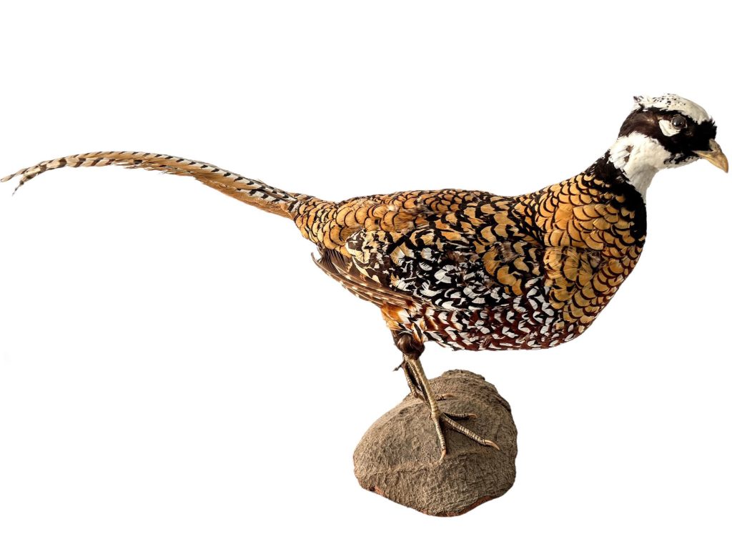 Vintage French Taxidermy Pheasant Bird On Wooden Stand rustic rural ornament figurine statue trophy decor circa 1970-80’s