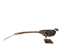 Vintage French Taxidermy Pheasant Bird On Wooden Stand rustic rural ornament figurine statue trophy decor circa 1970-80's