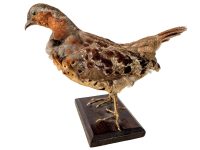 Vintage French Taxidermy Crested Bird On Wooden Stand rustic rural ornament figurine statue trophy decor circa 1970-80's