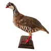 Vintage French Taxidermy Crested Bird On Wooden Stand rustic rural ornament figurine statue trophy decor circa 1970-80's