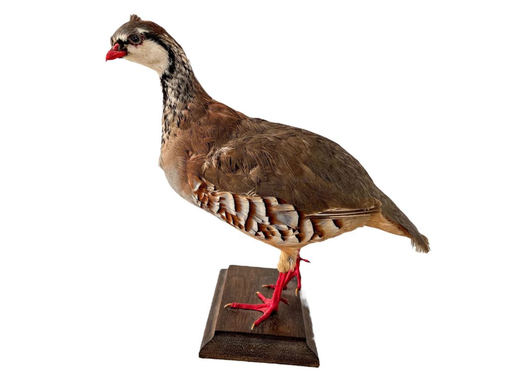 Vintage French Taxidermy Crested Bird On Wooden Stand rustic rural ornament figurine statue trophy decor circa 1970-80’s