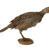 Vintage French Taxidermy Young Pheasant Bird On Wooden Stand rustic rural ornament figurine statue trophy decor circa 1970-80's