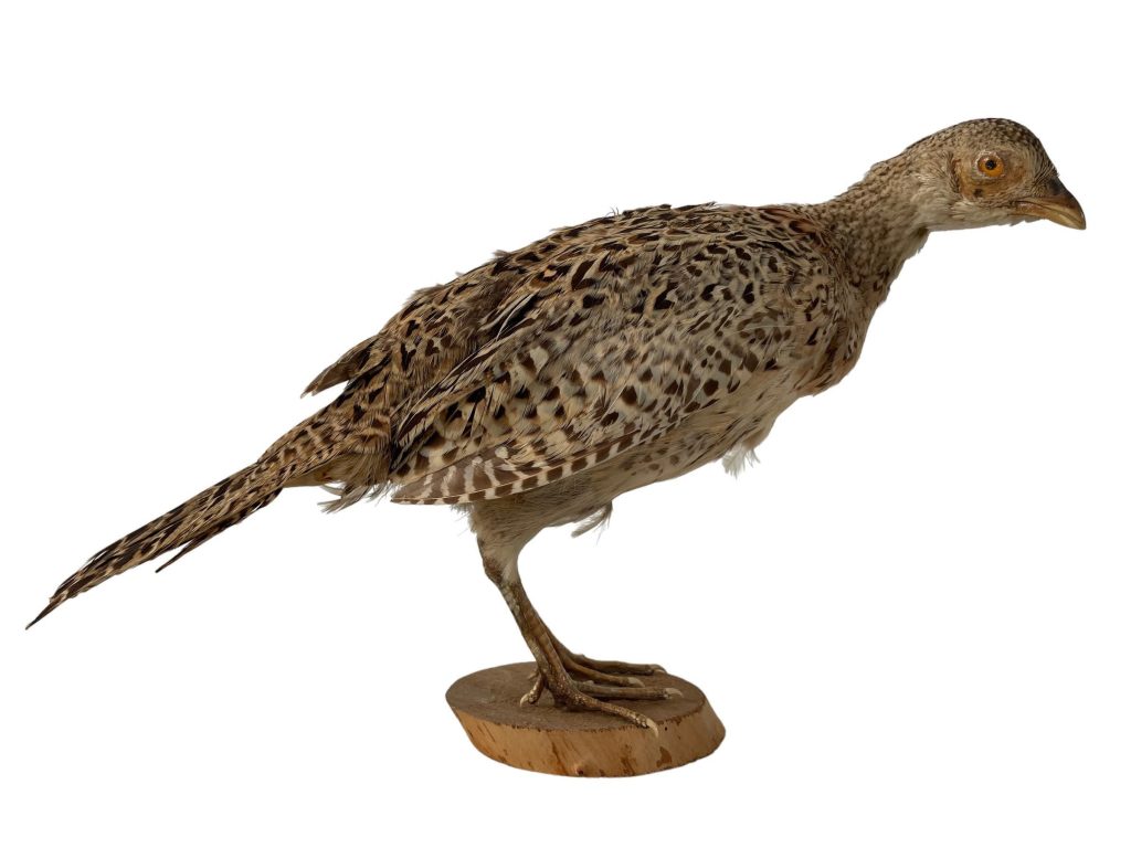 Vintage French Taxidermy Young Pheasant Bird On Wooden Stand rustic rural ornament figurine statue trophy decor circa 1970-80’s