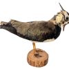 Vintage French Taxidermy Crested Bird On Wooden Stand rustic rural ornament figurine statue trophy decor circa 1970-80's