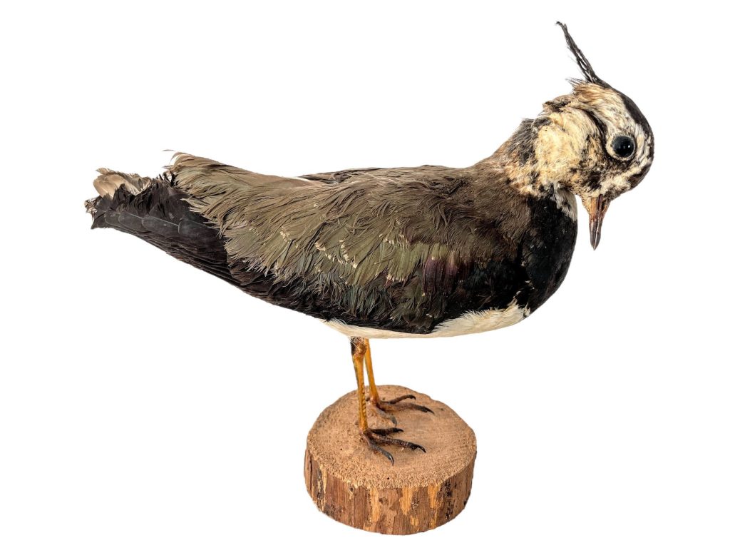 Vintage French Taxidermy Crested Bird On Wooden Stand rustic rural ornament figurine statue trophy decor circa 1970-80’s