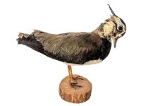 Vintage French Taxidermy Crested Bird On Wooden Stand rustic rural ornament figurine statue trophy decor circa 1970-80's
