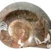 Vintage French Polished Fossil Ammonoid organic natural desktop sculpture circa 1990's