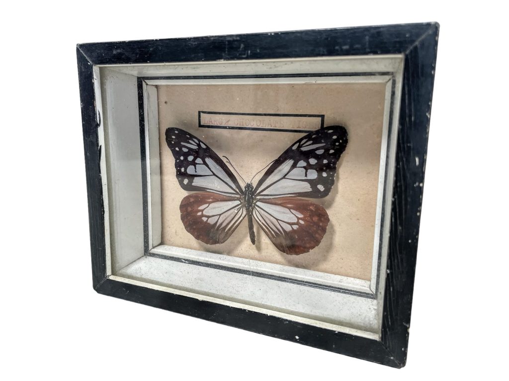 Vintage English Cased Mounted Chocolate Tiger Parantica Melaneus Butterfly Collection Taxidermy ornament moth circa 1950-60’s