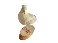 Alternative view of Vintage French Taxidermy Small Seagull Bird On Wooden Stand rustic rural ornament figurine statue trophy decor circa 1970-80's