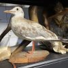 Vintage French Taxidermy Small Seagull Bird On Wooden Stand rustic rural ornament figurine statue trophy decor circa 1970-80's