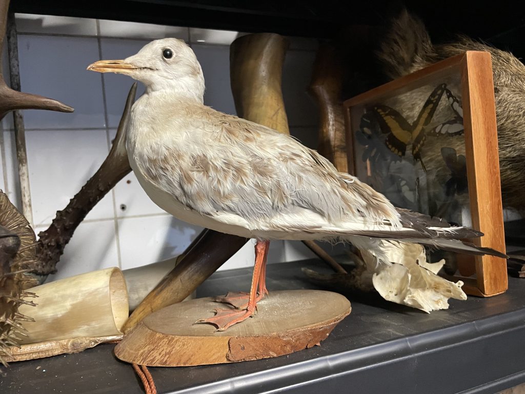 Vintage French Taxidermy Small Seagull Bird On Wooden Stand rustic rural ornament figurine statue trophy decor circa 1970-80’s