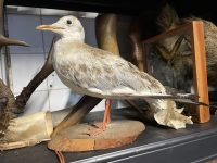 Vintage French Taxidermy Small Seagull Bird On Wooden Stand rustic rural ornament figurine statue trophy decor circa 1970-80's
