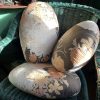 Vintage French Set Of Three Orange Brown Off White Yellow Round Pillows Cushion Trio Pillow Cushions Bed Chair Sofa circa 1970's
