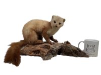 Alternative view of Vintage French Mounted Pine Martin Weasel Ferret Taxidermy figurine statue on wood branch root wall trophy circa 1970-80's