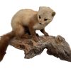 Vintage French Mounted Pine Martin Weasel Ferret Taxidermy figurine statue on wood branch root wall trophy circa 1970-80's