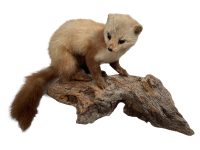 Vintage French Mounted Pine Martin Weasel Ferret Taxidermy figurine statue on wood branch root wall trophy circa 1970-80's