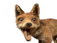 Alternative view of Vintage French Red Fox Taxidermy Statue Figurine Ornament Hunting Lodge Man Cave Traditional Decor circa 1950-60's