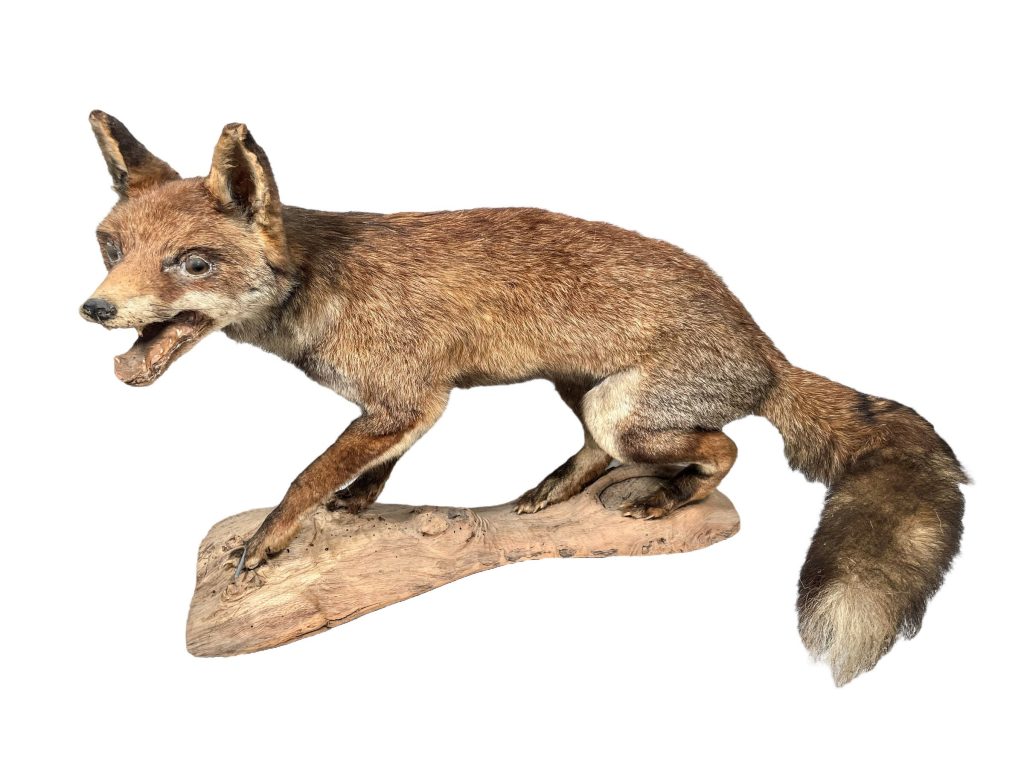 Vintage French Red Fox Taxidermy Statue Figurine Ornament Hunting Lodge Man Cave Traditional Decor circa 1950-60’s