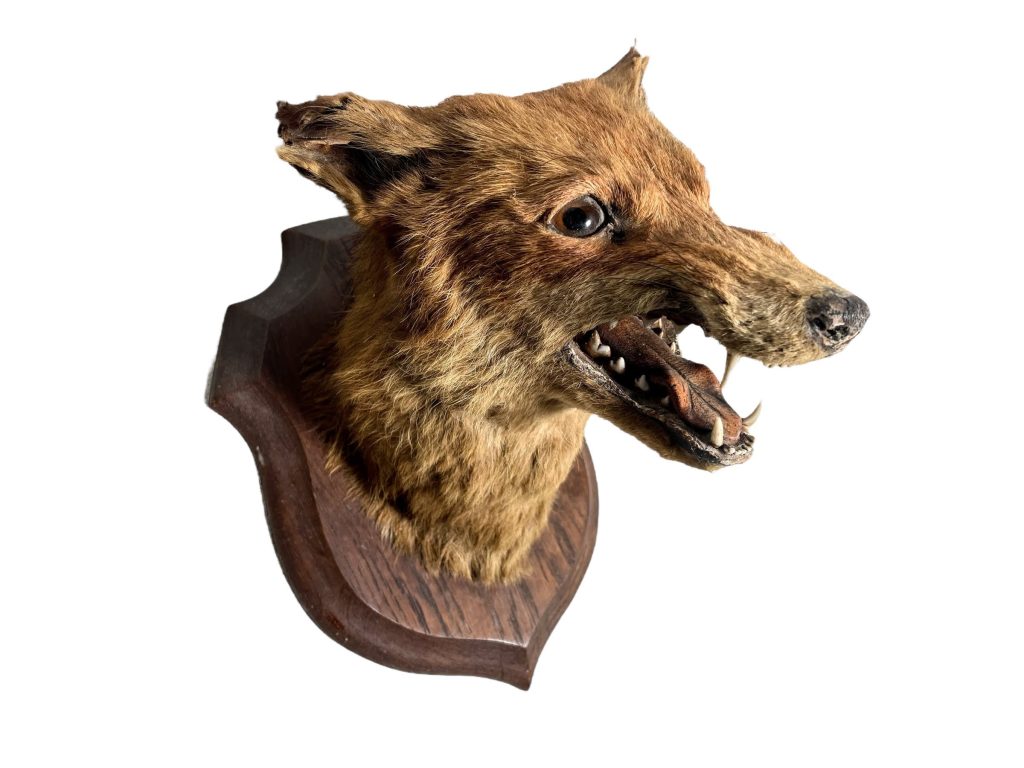 Vintage French Red Fox Head Taxidermy Statue Wall Hanging Figurine Ornament Hunting Lodge Man Cave Traditional Decor c1950-60’s