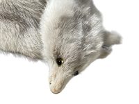 Alternative view of Vintage French Grey Mink Cravat Fur Collar Scarf Wrap Tie Taxidermy circa 1950-60's